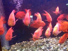 -金汇景海鲜酒家