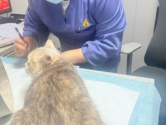 -半岛宠物医院24小时(科华中路店)