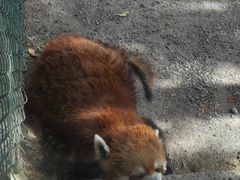 -五龙山野生动物王国