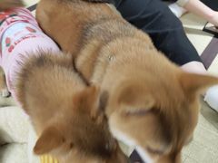 -逗柴咖啡屋·狗咖猫咖宠物桌游