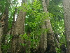 -瑞丽独树成林风景区