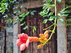 -芥子园