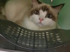 -欣宠猫屋·矮脚拿破仑·蓝金金渐层