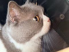 -纳吉亚猫专科动物诊疗中心(蒋宅口分院)