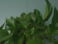 -韩国料理雷亮烤肉(瑞和第一城店)