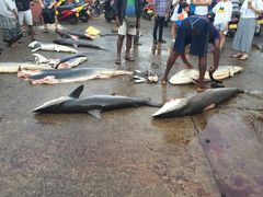 -尼甘布海鲜市场