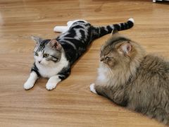 -COLOR PETS 撸猫馆·购猫·猫咖(长风大悦城店)