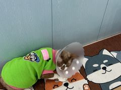 -纳吉亚猫专科动物诊疗中心(蒋宅口分院)