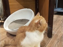 -more than meow吴止猫主题餐厅(承德 中船汇店)