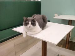 -安格丽娜·狗咖·猫咖羊驼咖(春熙路百盛商场店)