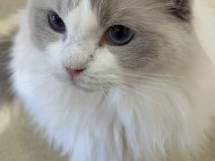 -藏猫猫咖啡主题馆(中央大道店)