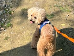 -春花秋色城市公园