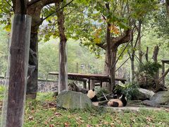 -都江堰中华大熊猫苑