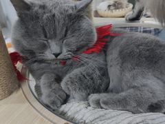 -共舞时光猫咖·狗咖(新街口店)
