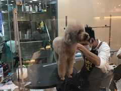 -momokira米努特·德文卷毛猫·棉花面纱犬