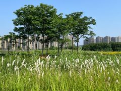 -洋湖国家湿地公园