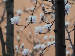 -龙华寺