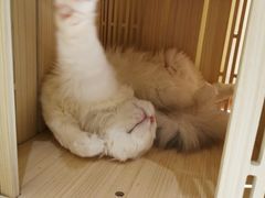 -猫和宫(六道口店)