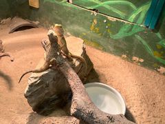 -上海大自然野生昆虫馆