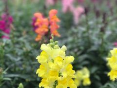 -广州市流溪河国家森林公园