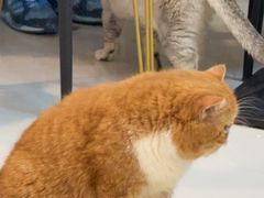 -平行世界·猫咖(首经贸店)
