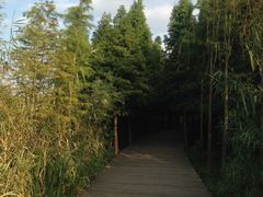 -溱湖国家湿地公园