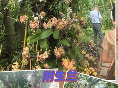 -中国科学院西双版纳热带植物园