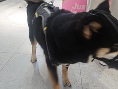 -FAELING PETS美天灵宠物(富力广场店)