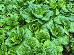 -午潮山国家森林公园