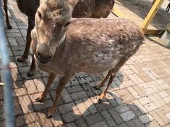 -丁香湖公园
