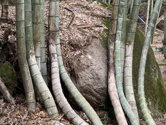 -黄山翡翠谷景区