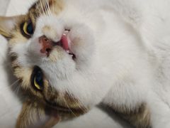 -灵美宠物诊所