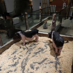 -造物庄园 萌宠纪(苏州湾歌林公园店)