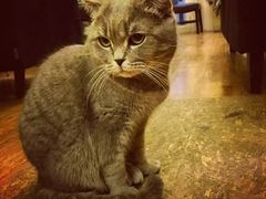 -猫色咖啡·猫咖