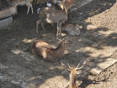 -青藏高原野生动物园