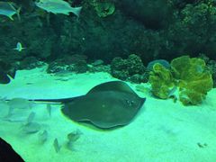 -芜湖新华联大白鲸海洋公园