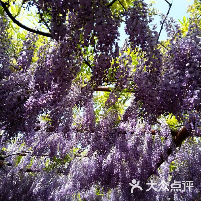 嘉定紫藤園景點圖片-北京公園-大眾點評網