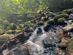-海南热带雨林国家公园吊罗山景区