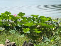 -东湖落雁景区
