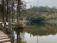 -重庆彩云湖湿地公园