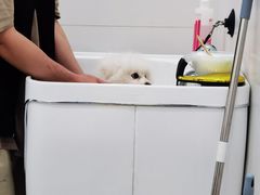 -1013 PET SHOP精品宠物商店(丁香店)