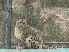 -青藏高原野生动物园