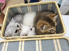 -瑞派动物医院·猫专科·至诚(江南中分院)