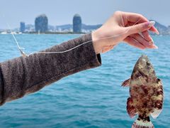 -小猫钓鱼海钓俱乐部(椰梦长廊店)