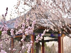 -桃花堤公园