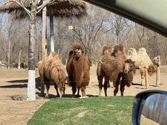 -北京野生动物园