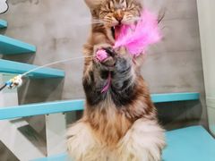 -十年猫舍·猫咪专门店(普陀店)