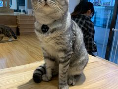 -啵啵喵·猫咖(攀华国际店)