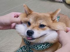 -逗柴咖啡屋·狗咖猫咖宠物桌游