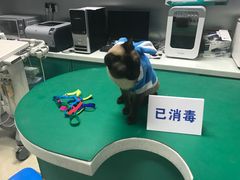 -瑞派申生动物医院·24H夜诊·国际动物医疗中心·骨外科(吴中路店)